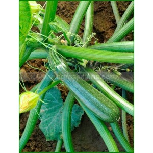 COURGETTE Zuboda