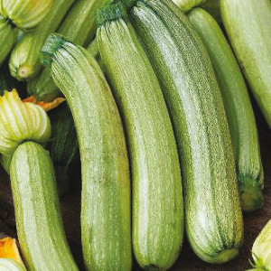 COURGETTE Alberello Di Sarzana