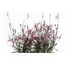 Gaura de Lingheimer