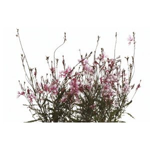 Gaura de Lingheimer Gaura de Lingheimer