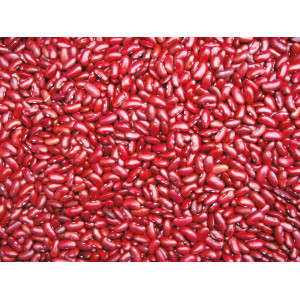 HARICOT Coco Nain Canadian Wonder