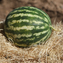 PASTEQUE Crimson Sweet