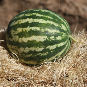 PASTEQUE Crimson Sweet