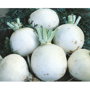 NAVET Snow Ball