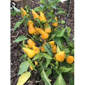 PIMENT Bonbon Pfefferoni