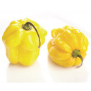 PIMENT Habanero Golden