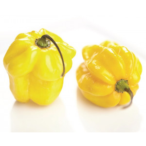 PIMENT Habanero Golden