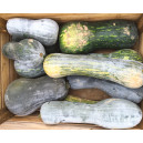 COURGE Pleine de Naples ou Langer Von Neaple