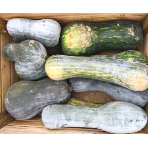 COURGE Pleine de Naples ou Langer Von Neaple