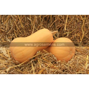 COURGE Mini Butternut