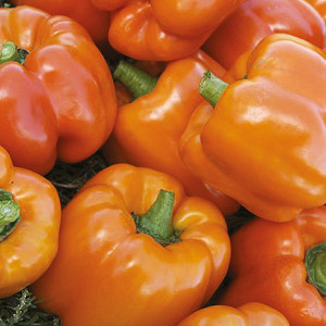 POIVRON Cubo Orange