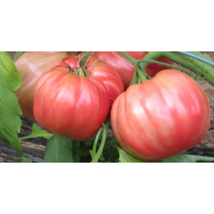 TOMATE Rosa