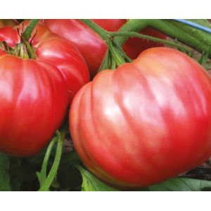 TOMATE Rosa