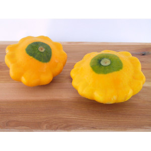 PATISSON Jaune F1