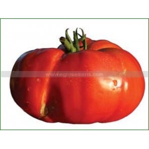 TOMATE Beefsteak