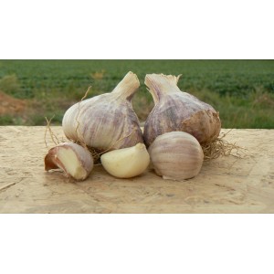 AIL Violet Germidour 