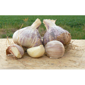 AIL Violet Germidour 