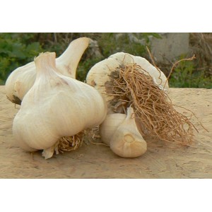 AIL Blanc Bulbilles Messidor