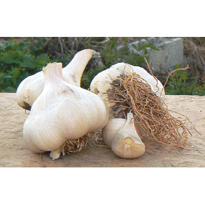 AIL Blanc Bulbilles Messidor