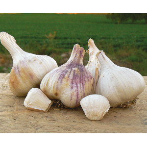 AIL Blanc Bulbilles Thermidrome