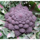 BROCOLI Violet du Cap