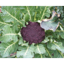 BROCOLI Violet du Cap