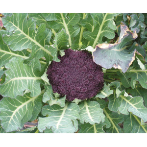 BROCOLI Violet du Cap