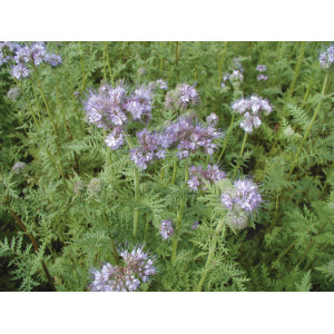 PHACELIE (variété selon arrivage)