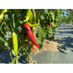 PIMENT de Cayenne