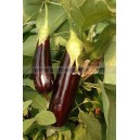 Graine bio AUBERGINE de Barbentane 