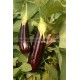 Graine bio AUBERGINE de Barbentane 