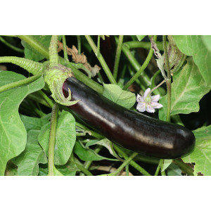 AUBERGINE de Barbentane