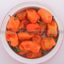 Graine bio PIMENT Hot Habanero Orange 