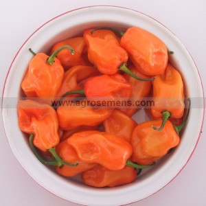 PIMENT Hot Habanero Orange