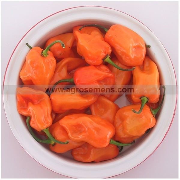 Graines Piment Habanero orange (Piment fort)