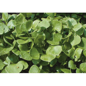 POURPIER Winterpostlein (Hiver) - Claytone de Cuba