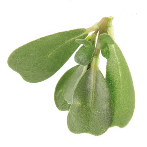 POURPIER Zomerpostelein Green (Eté)