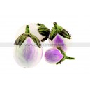 AUBERGINE Rosa Bianca