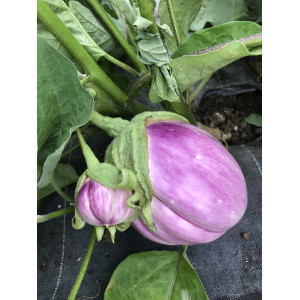 AUBERGINE Rosa Bianca