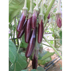 AUBERGINE Little Finger