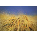 Secale cereale ~ 250 : Certifié biologique Graines Seigle dhiver sans OGM des semences Paquet 