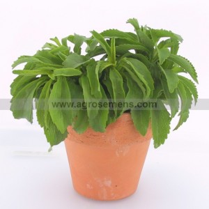 STEVIA