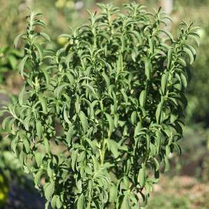 STEVIA