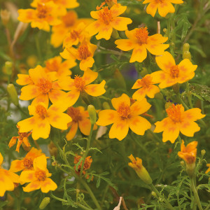 TAGETE Oeillet d'Inde (tenuifolia)