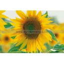 Graine bio TOURNESOL  