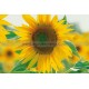 Graine bio TOURNESOL  