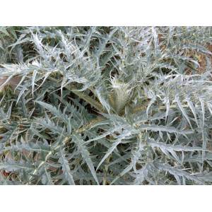 CARDON Epineux argenté de Plainpalais