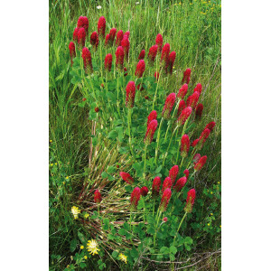 TREFLE Incarnat (variété selon arrivage)