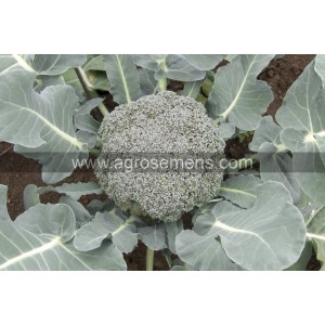 CHOU BROCOLI Calinaro