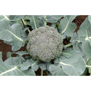 CHOU BROCOLI Calinaro